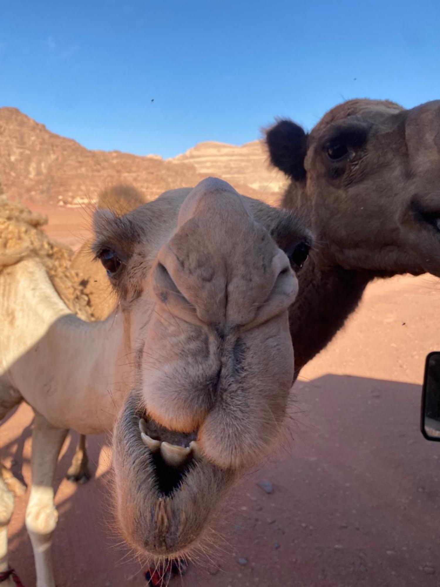 Wadi Rum Desert Heart Camp Eksteriør billede