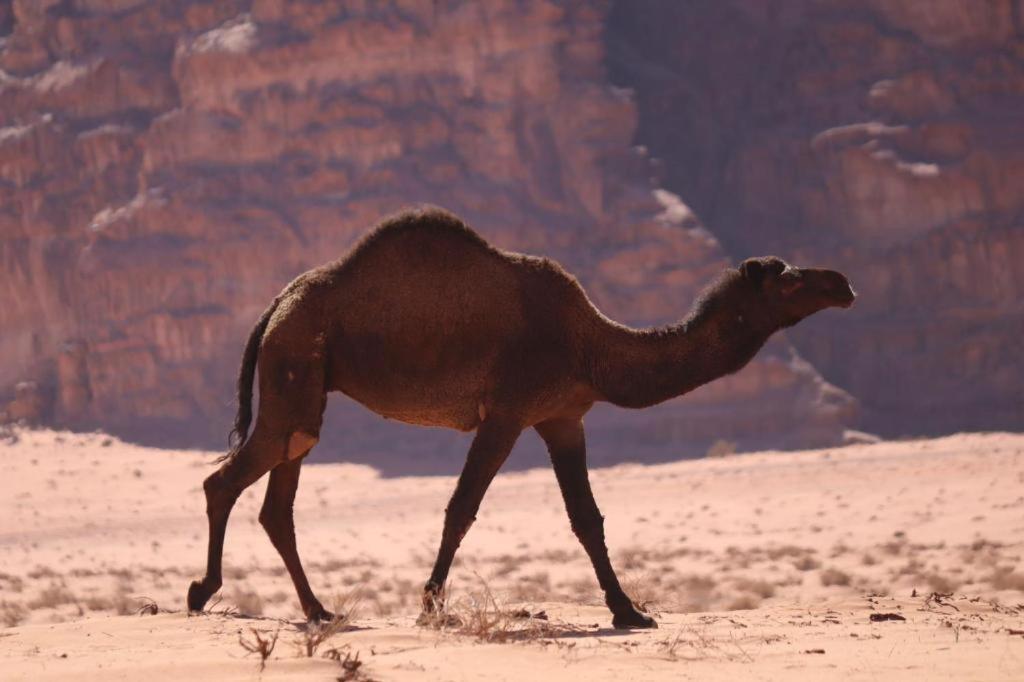 Wadi Rum Desert Heart Camp Eksteriør billede
