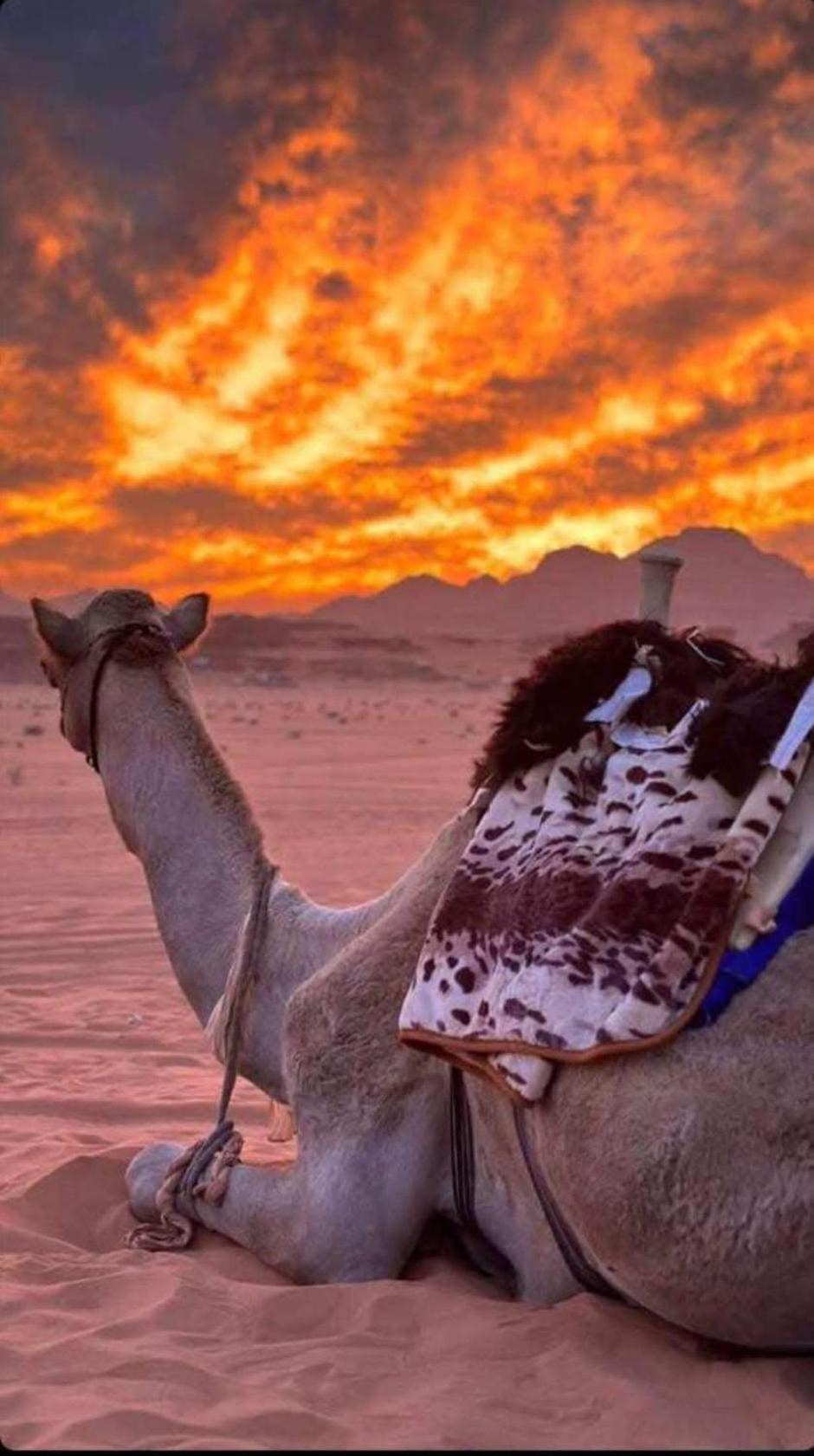 Wadi Rum Desert Heart Camp Eksteriør billede